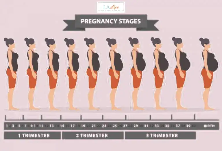First Trimester (Weeks 1–12): Early Changes You Might Not Notice Wentworth